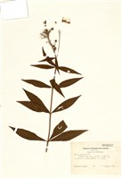 藏品(天藍繡球)的圖片